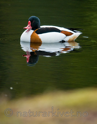 BB 11 0436 / Tadorna tadorna / Gravand